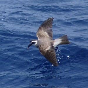 White-faced Storm-petrel - Pelagodroma marina © John Muddeman